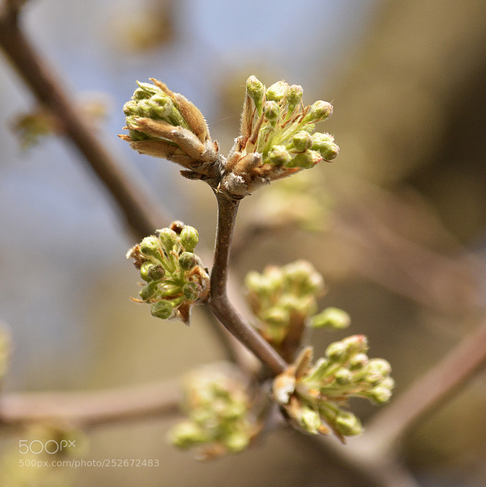 Nikon D5200 sample photo. Spring loading... photography