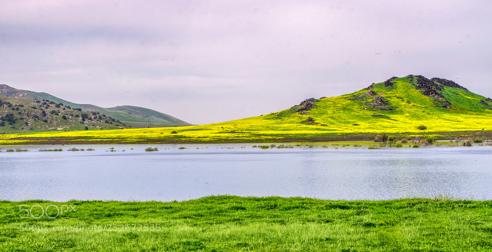 Sony a6000 sample photo. Green grass and yellow photography