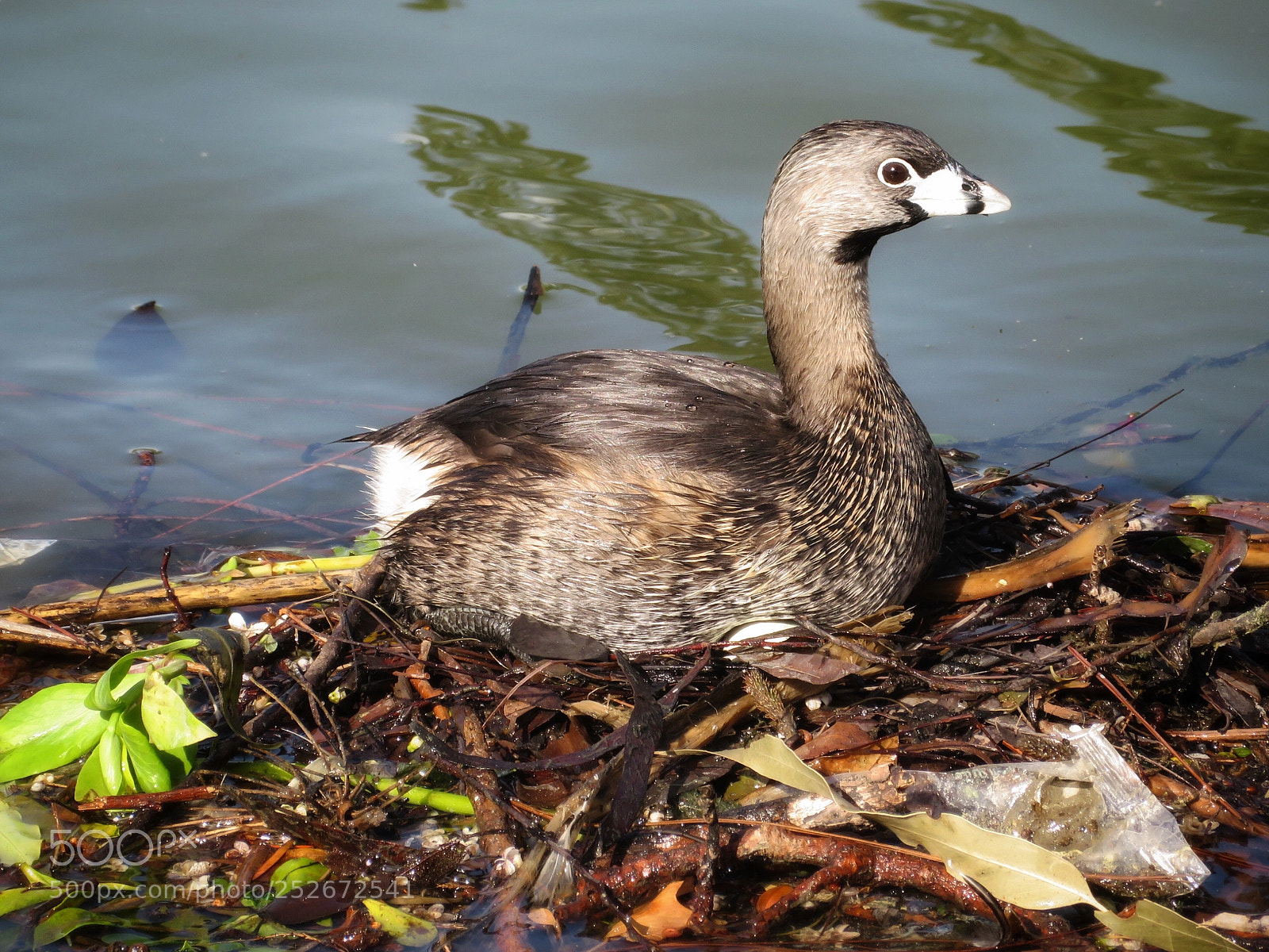 Canon PowerShot SX720 HS sample photo. Pied-billed grebe on nest photography