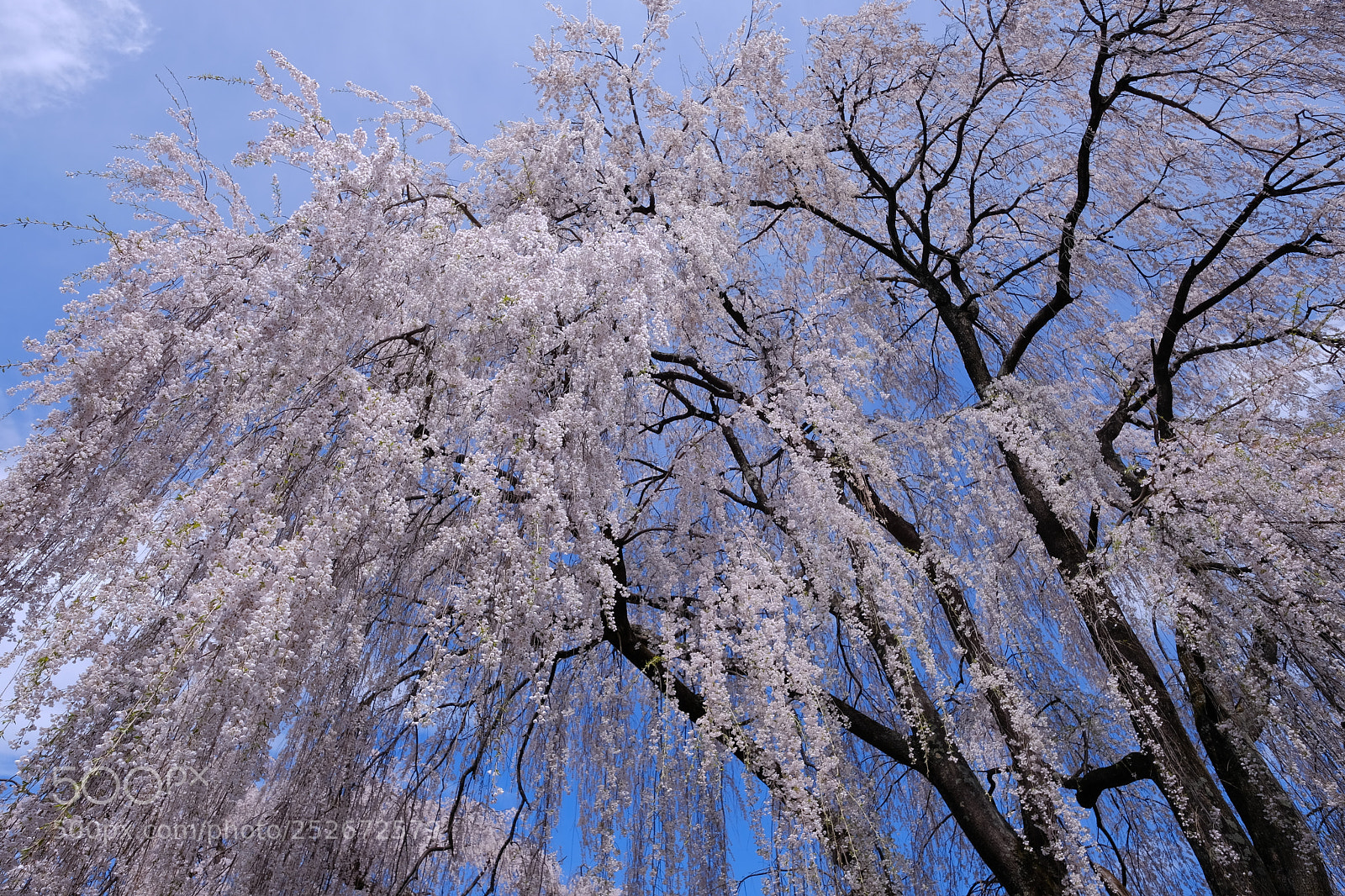 Fujifilm X-T2 sample photo. ブルーとピンクの地 photography