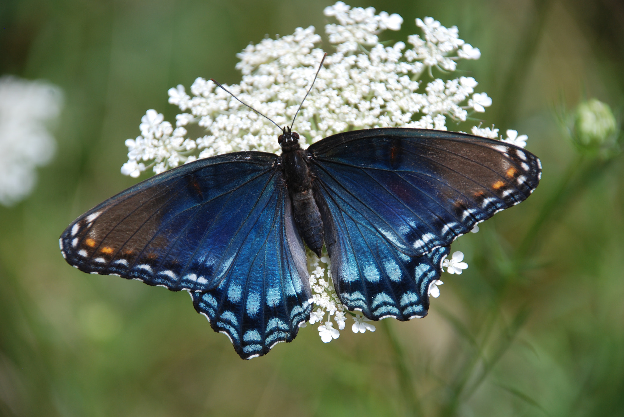 Nikon D80 sample photo. Red spotted purple brush footed butterfly photography