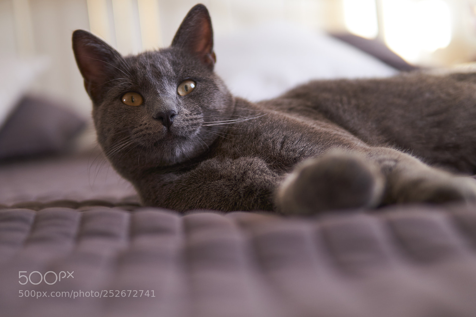 Sony Alpha a5000 (ILCE 5000) sample photo. Lazy cat photography