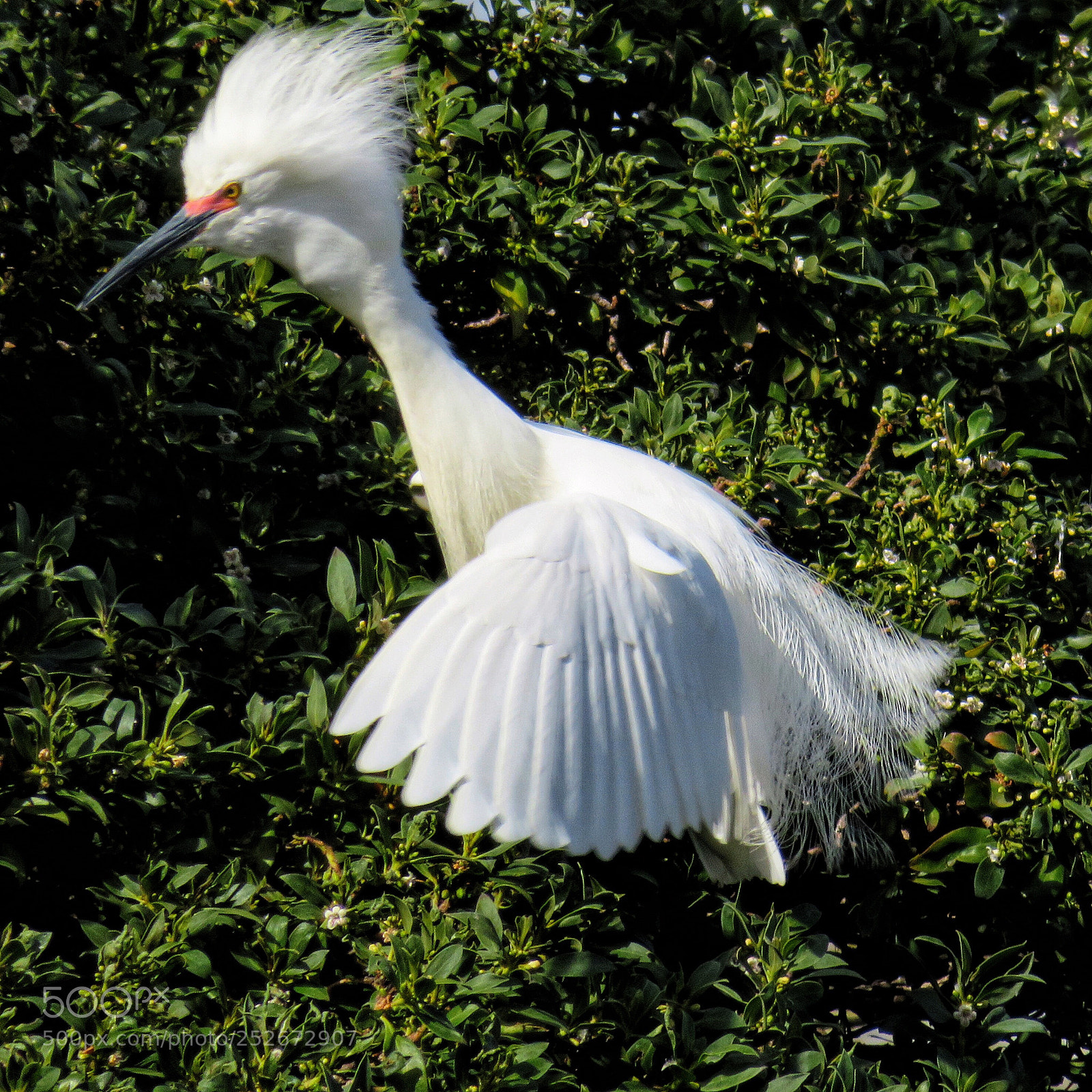 Canon PowerShot SX720 HS sample photo. Get out!  photography