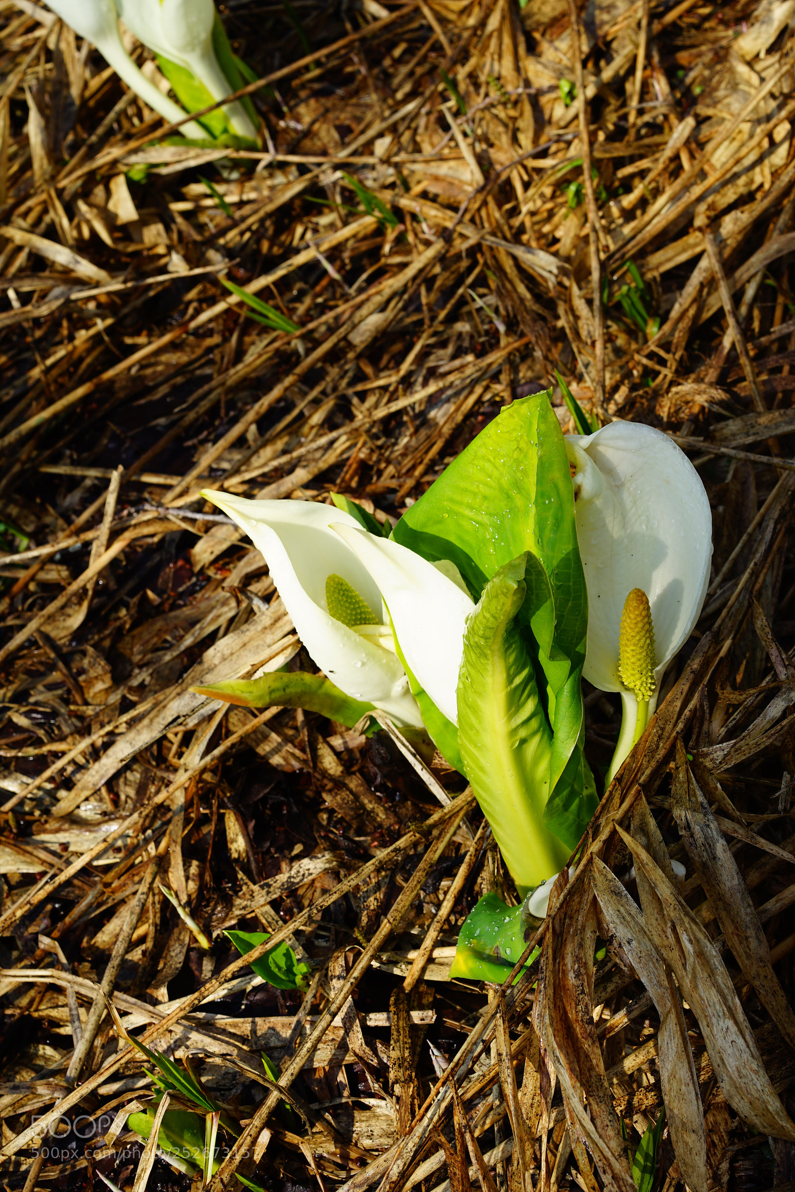 Sony a7 II sample photo. Skunk cabbage   photography