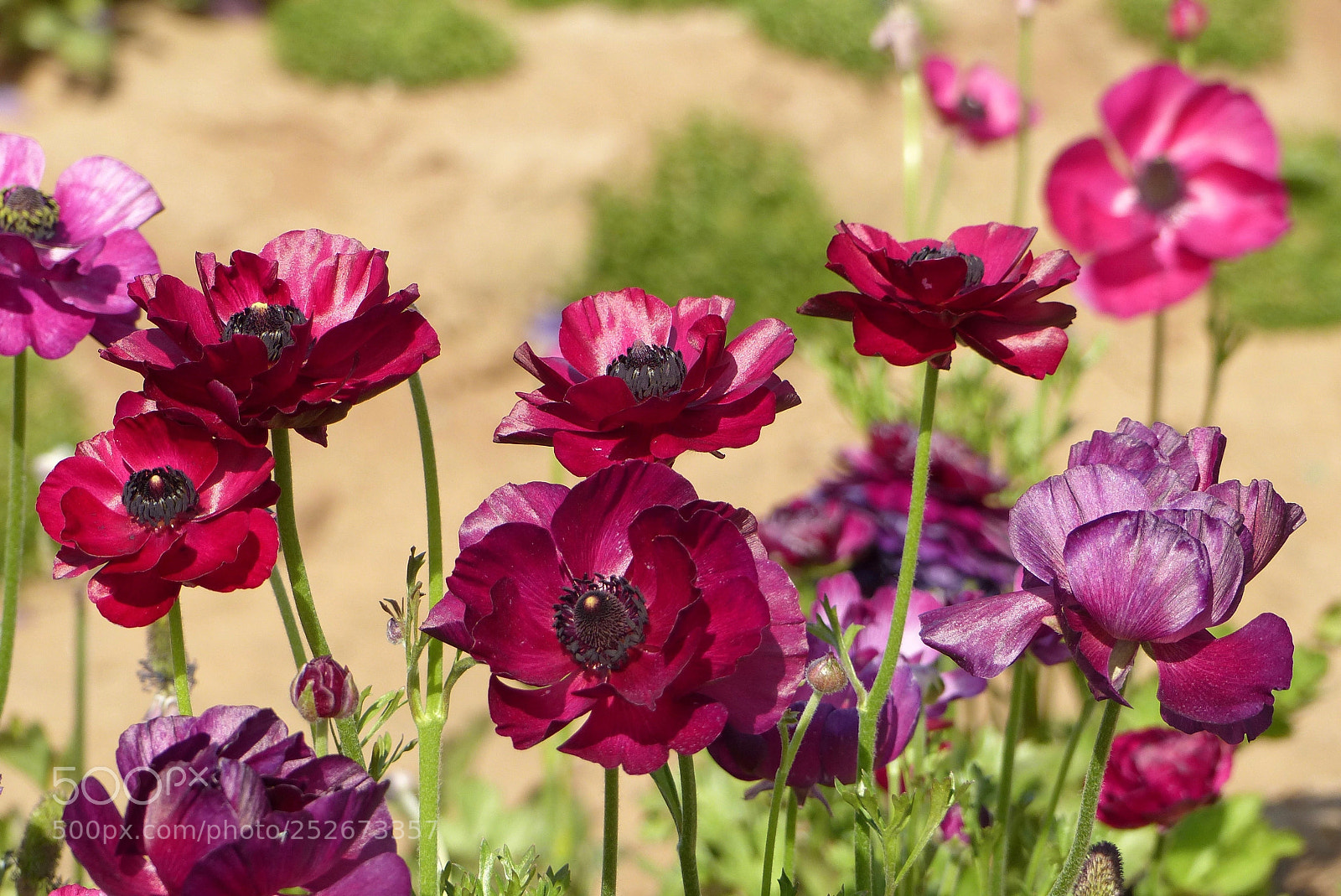 Panasonic Lumix DMC-FZ200 sample photo. Deep reds photography