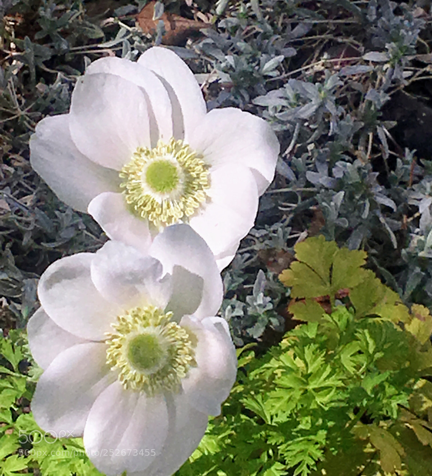 Apple iPhone 6s Plus sample photo. White poppy  photography