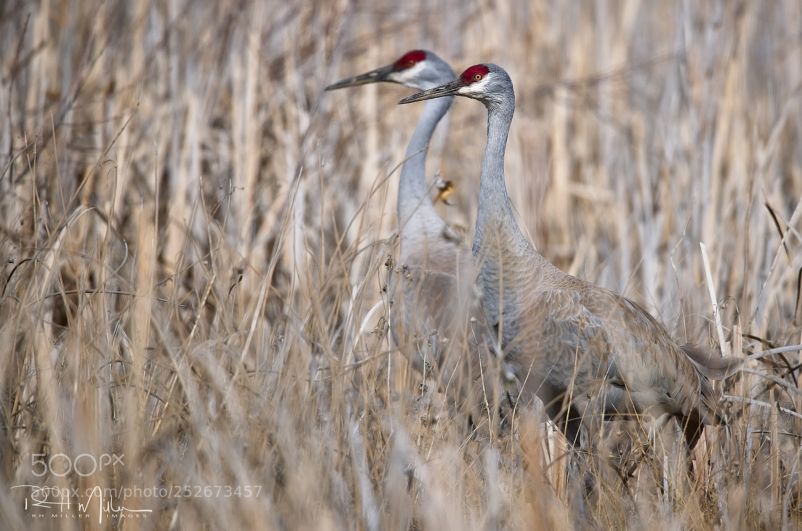 Canon EOS-1D X Mark II sample photo. Two of a kind photography