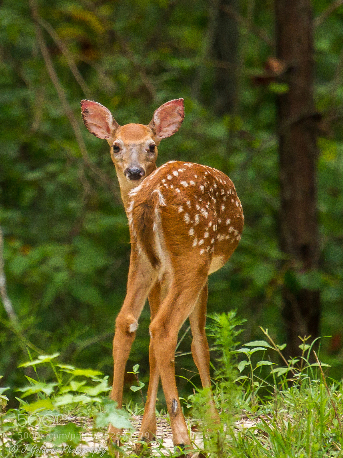 Canon EOS 7D sample photo. Fawn in the woods photography