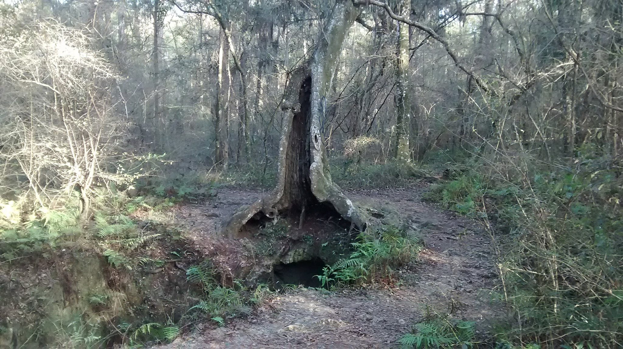 Motorola Moto E (1st Gen) sample photo. Spooky tree over a cave photography