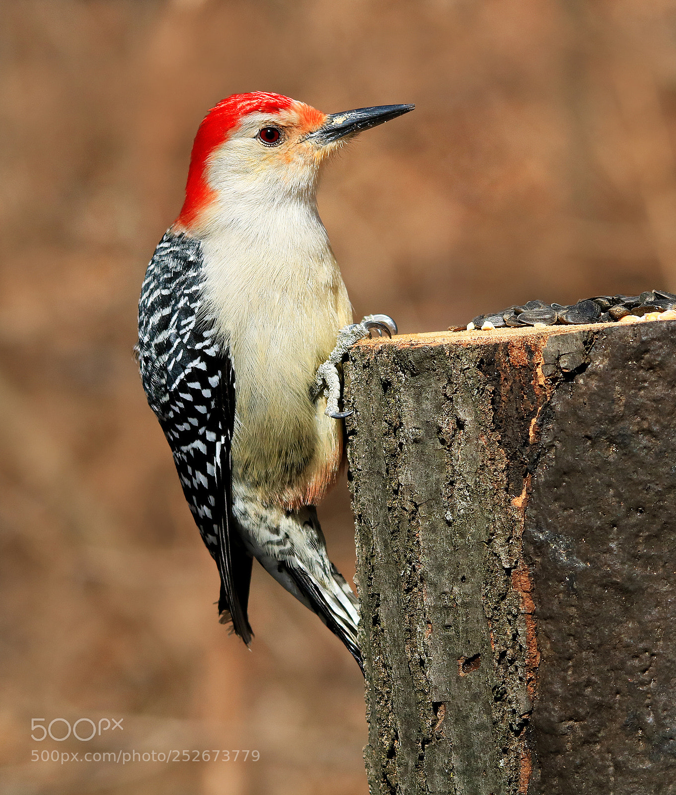 Canon EOS 750D (EOS Rebel T6i / EOS Kiss X8i) sample photo. Red bellied woodpecker on photography