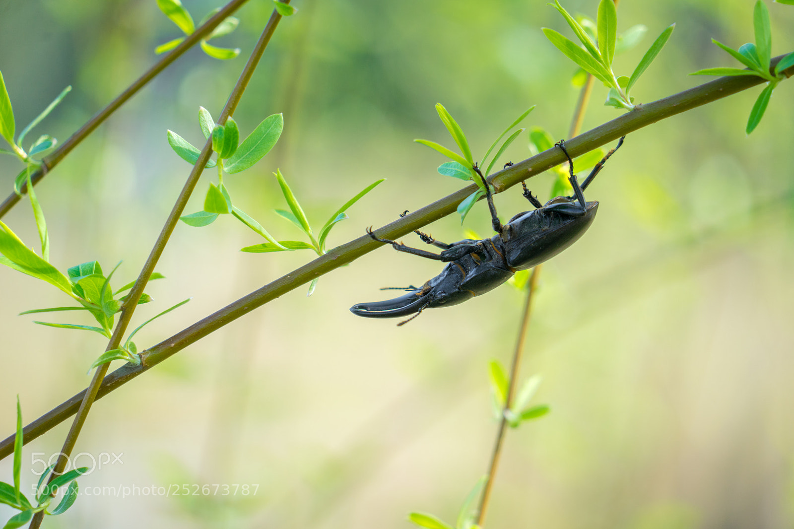 Sony a7 sample photo. 扁锹 photography
