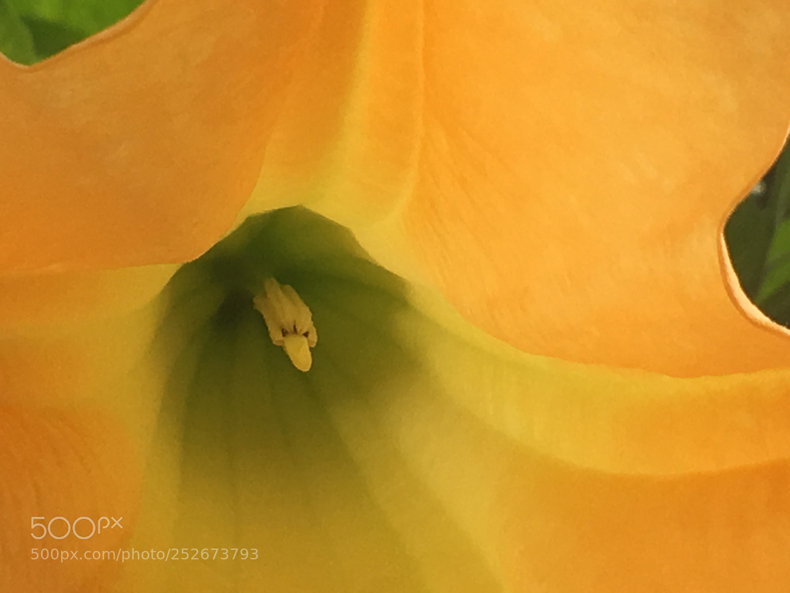 Apple iPhone 6s Plus sample photo. Inside trumpet flower photography