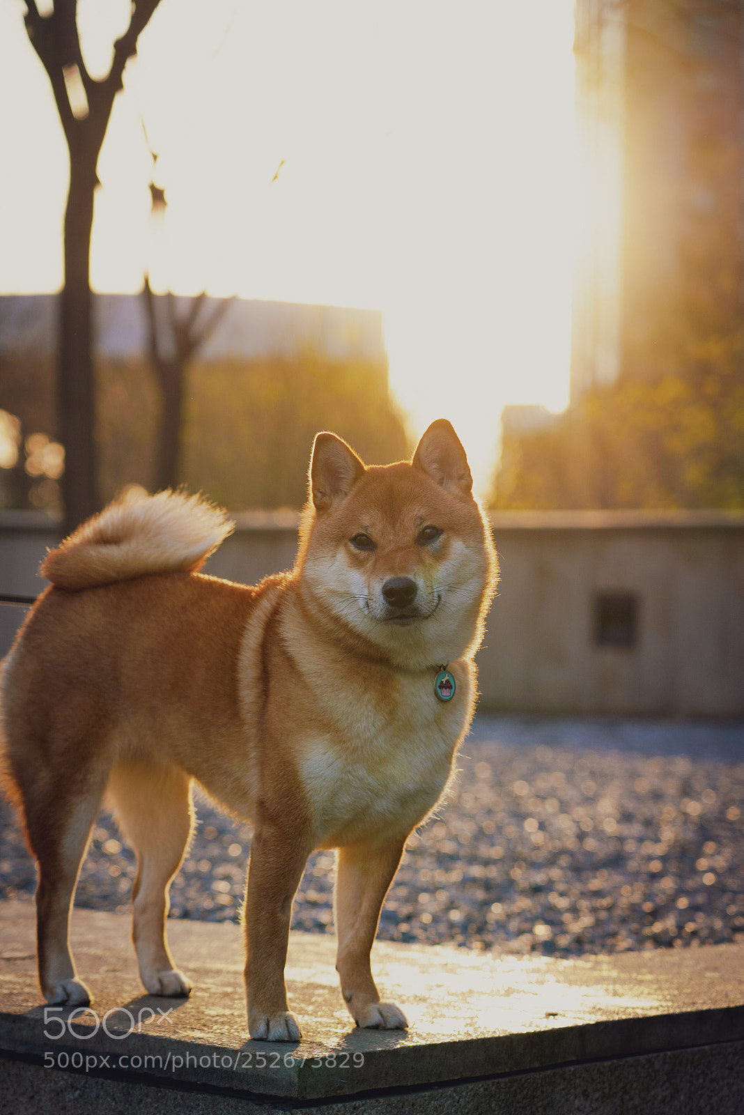 Sony a7R III sample photo. Doge at sunset photography