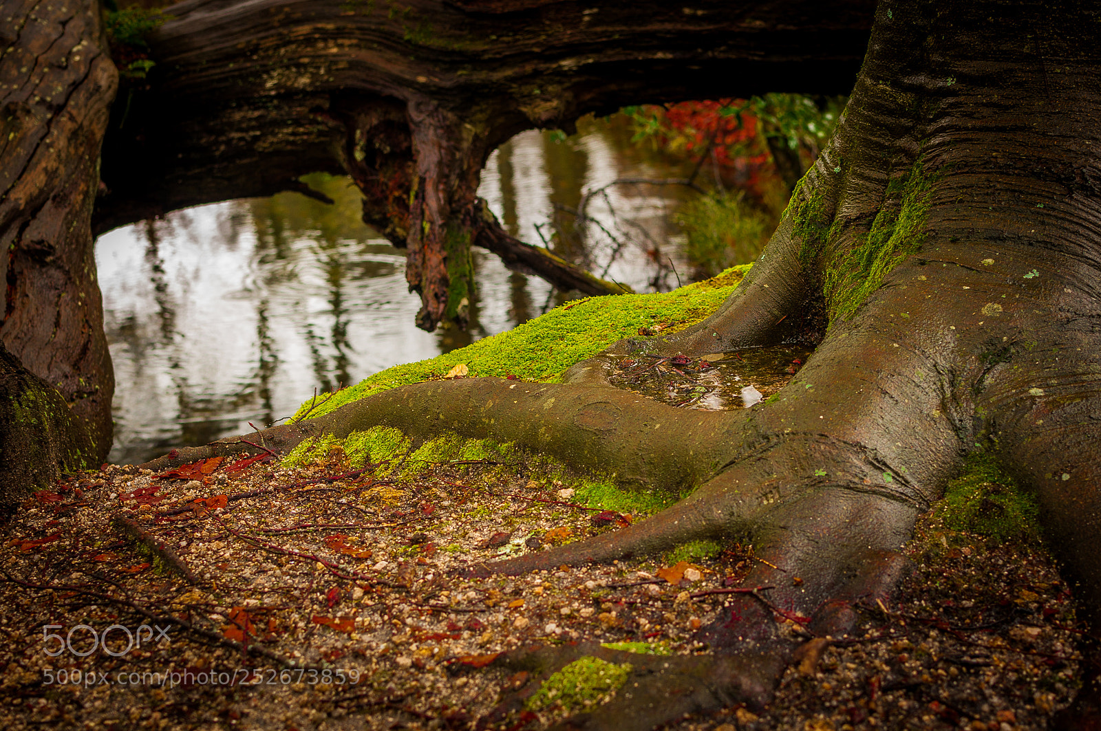Nikon D90 sample photo. Nature ii photography