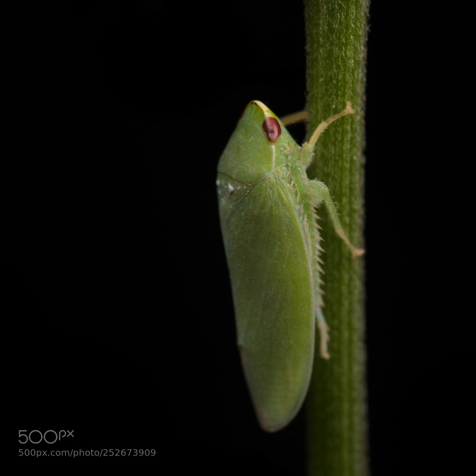 Nikon D810 sample photo. Treehopper photography