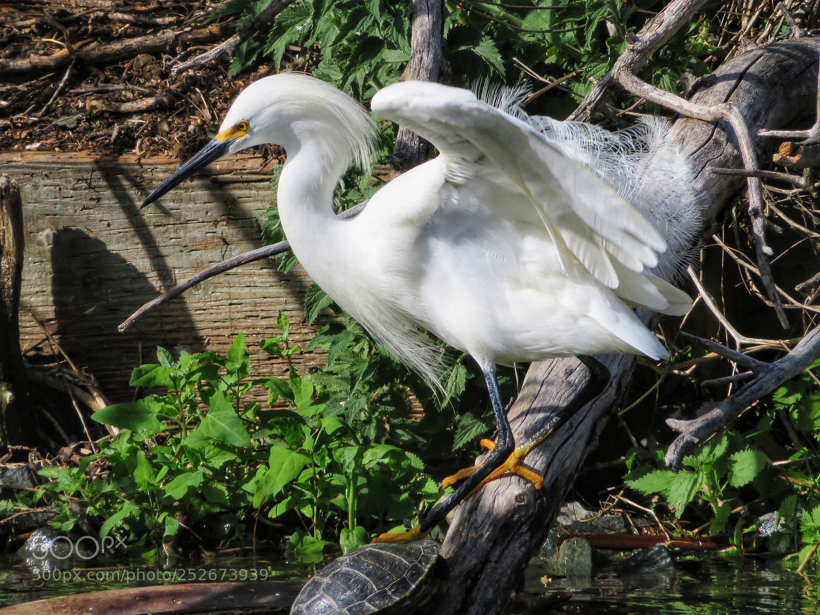 Canon PowerShot SX720 HS sample photo. Ready! photography