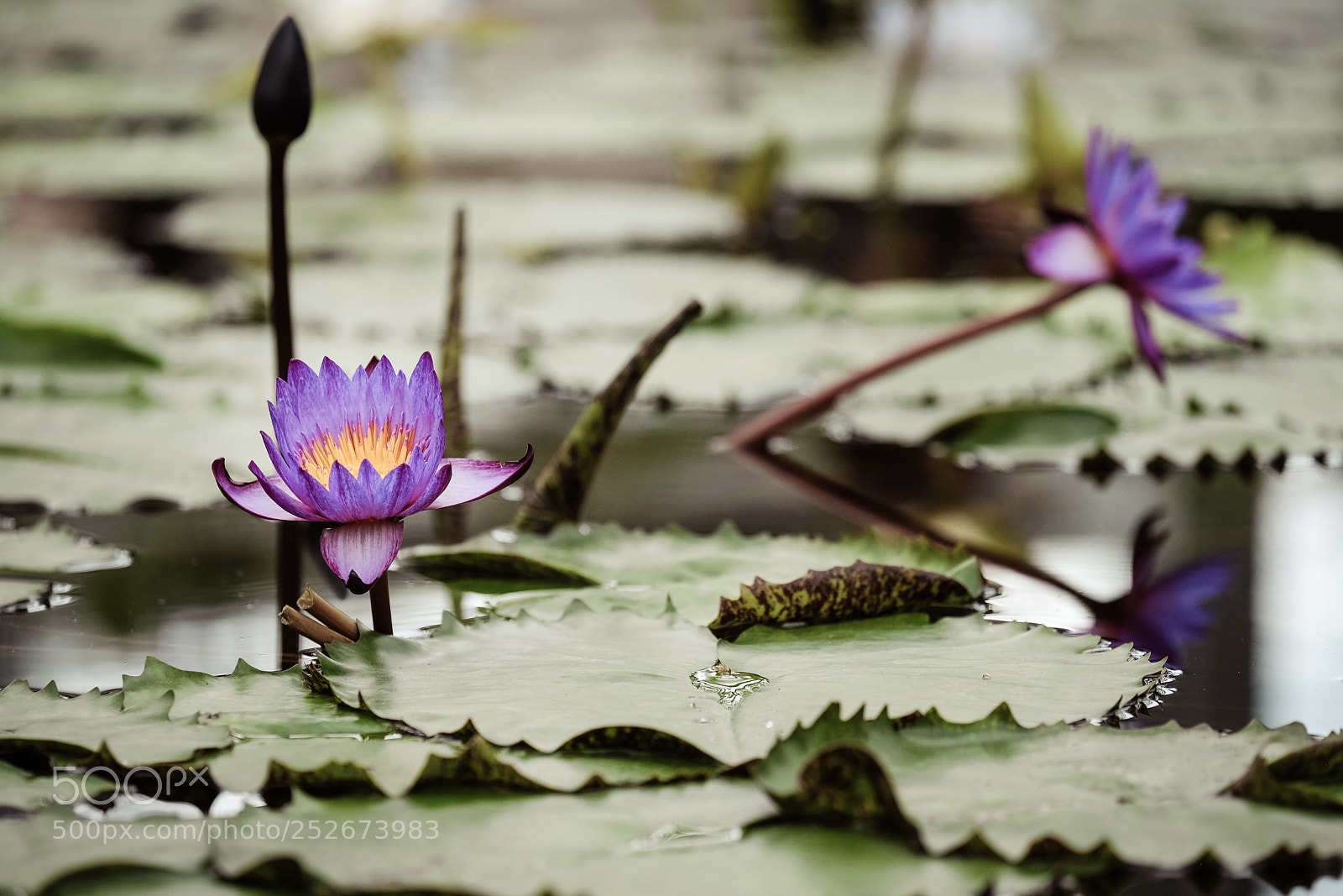 Fujifilm X-T2 sample photo. Untitled photography