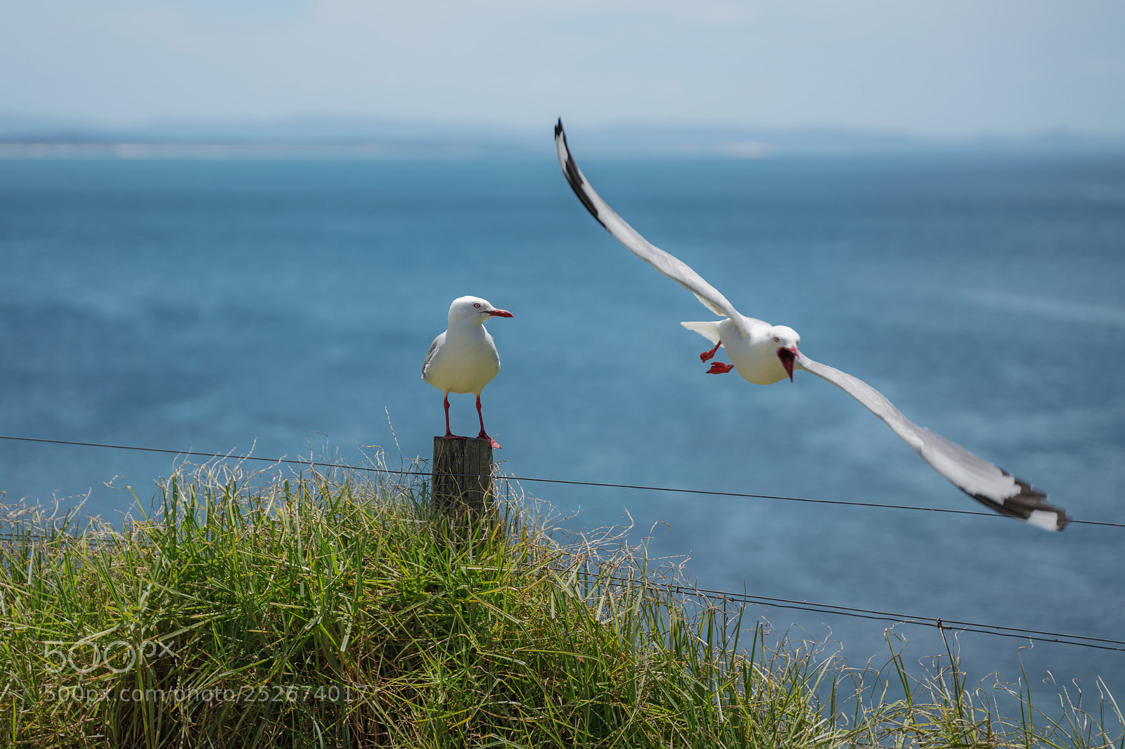 Sony a7R III sample photo. Come fly with me photography
