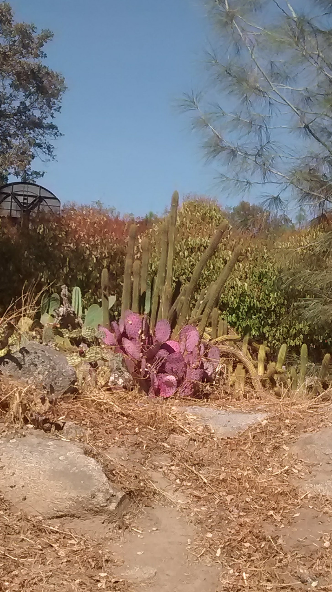 Motorola Moto E (1st Gen) sample photo. Purple cactus photography