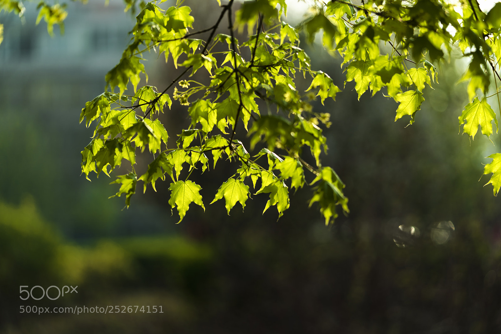 Sony a7R II sample photo. Green leaves photography
