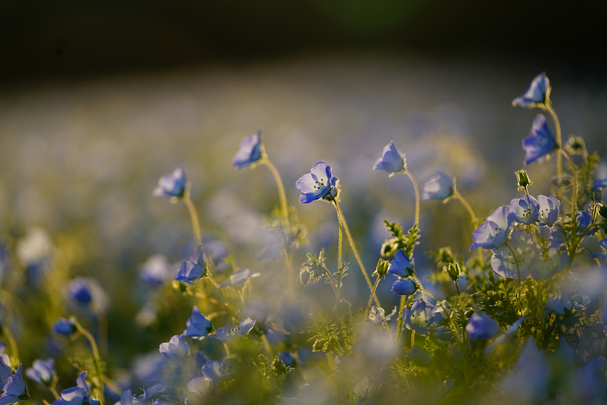 Sony a7R II + Sony FE 70-200mm F2.8 GM OSS sample photo. Flowers photography