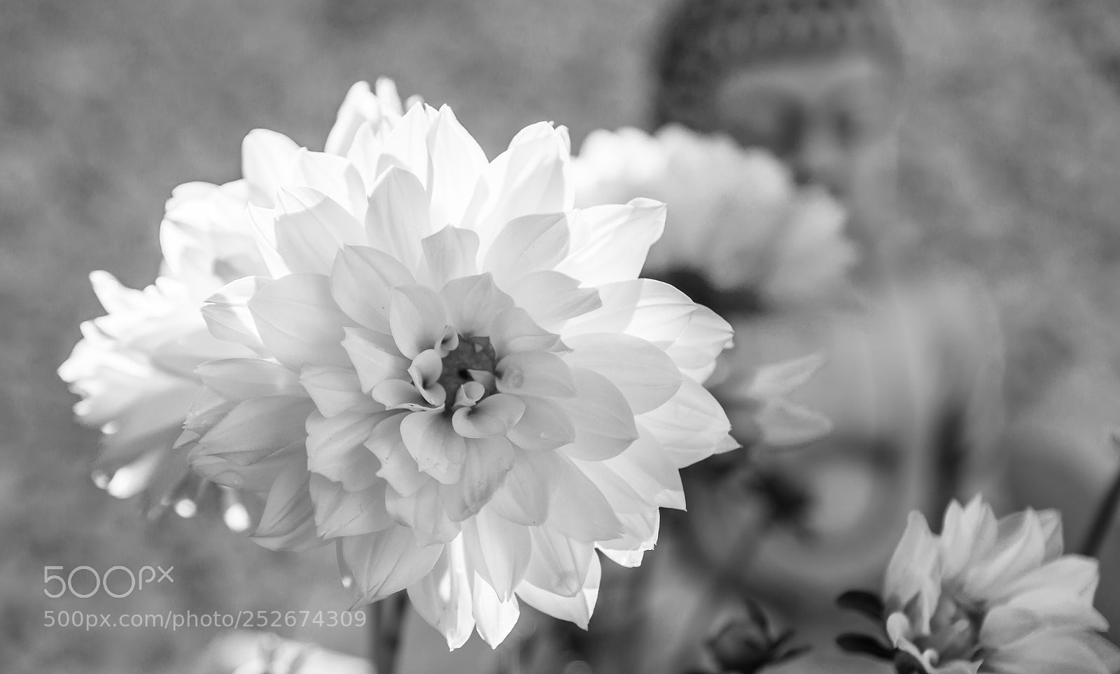 Sony SLT-A77 sample photo. Dalia photography