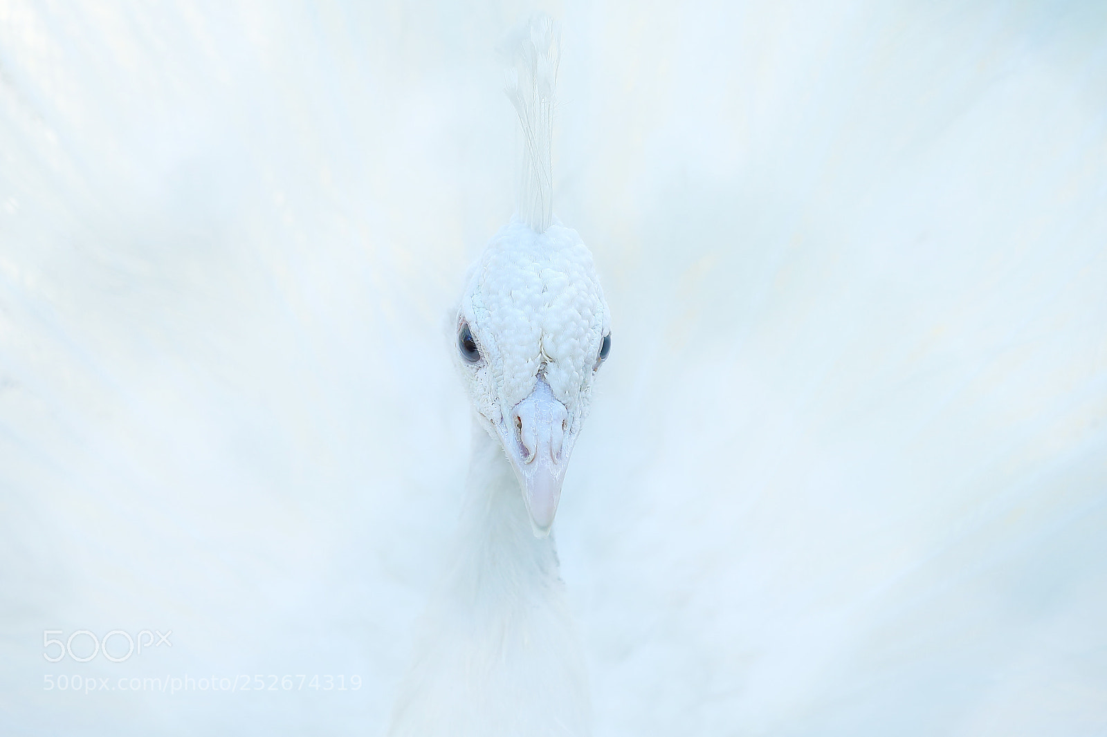 Canon EOS-1D X sample photo. 白孔雀 photography
