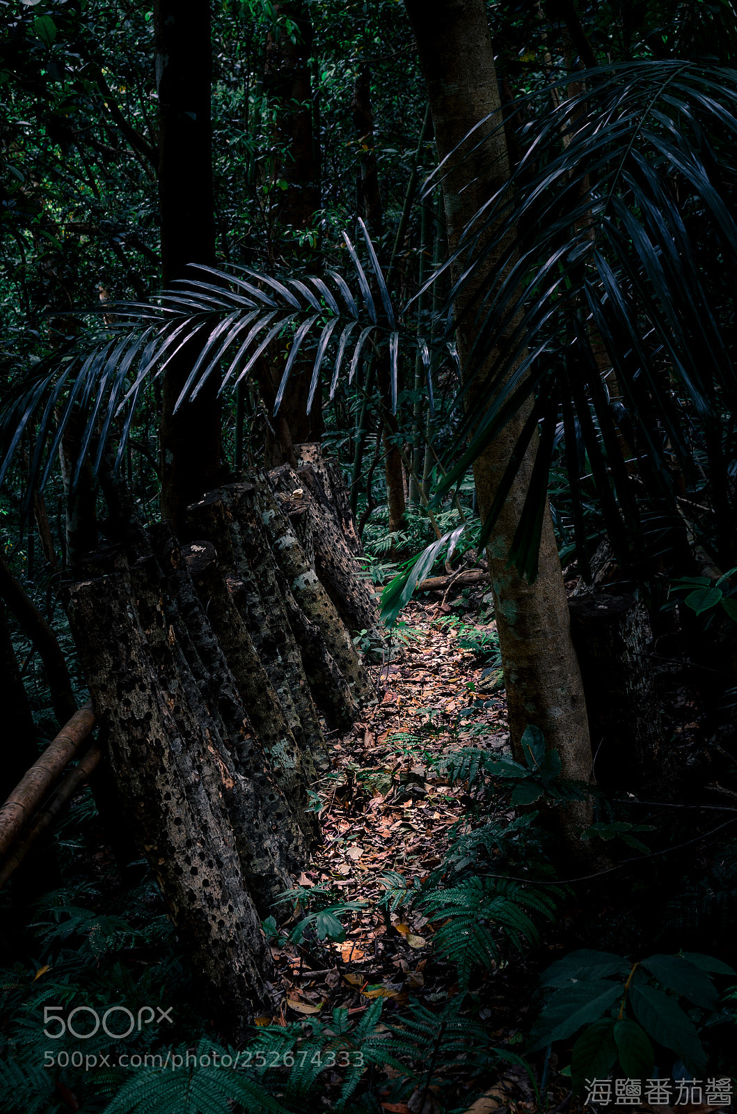 Nikon D5100 sample photo. Mysterious path photography