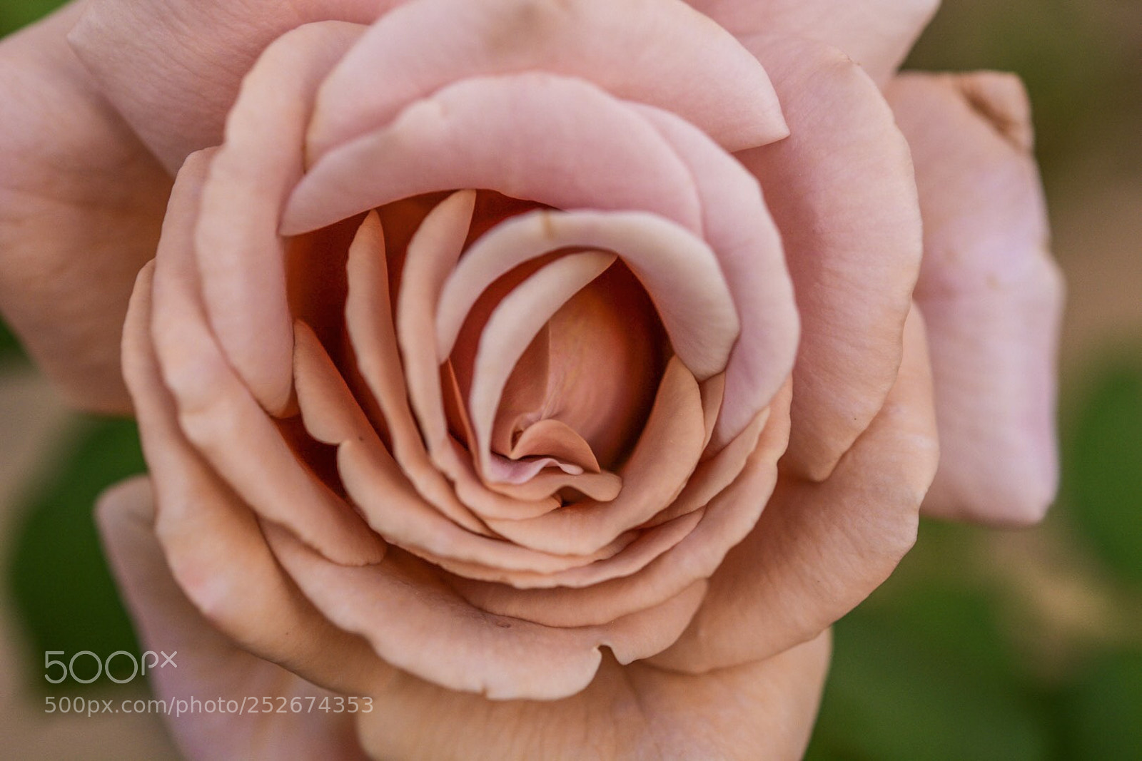 Nikon D7100 sample photo. Rosey rose photography