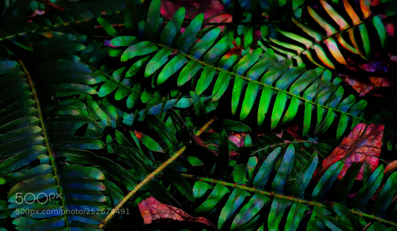 Fujifilm X-E3 sample photo. Chrstmasfern photography
