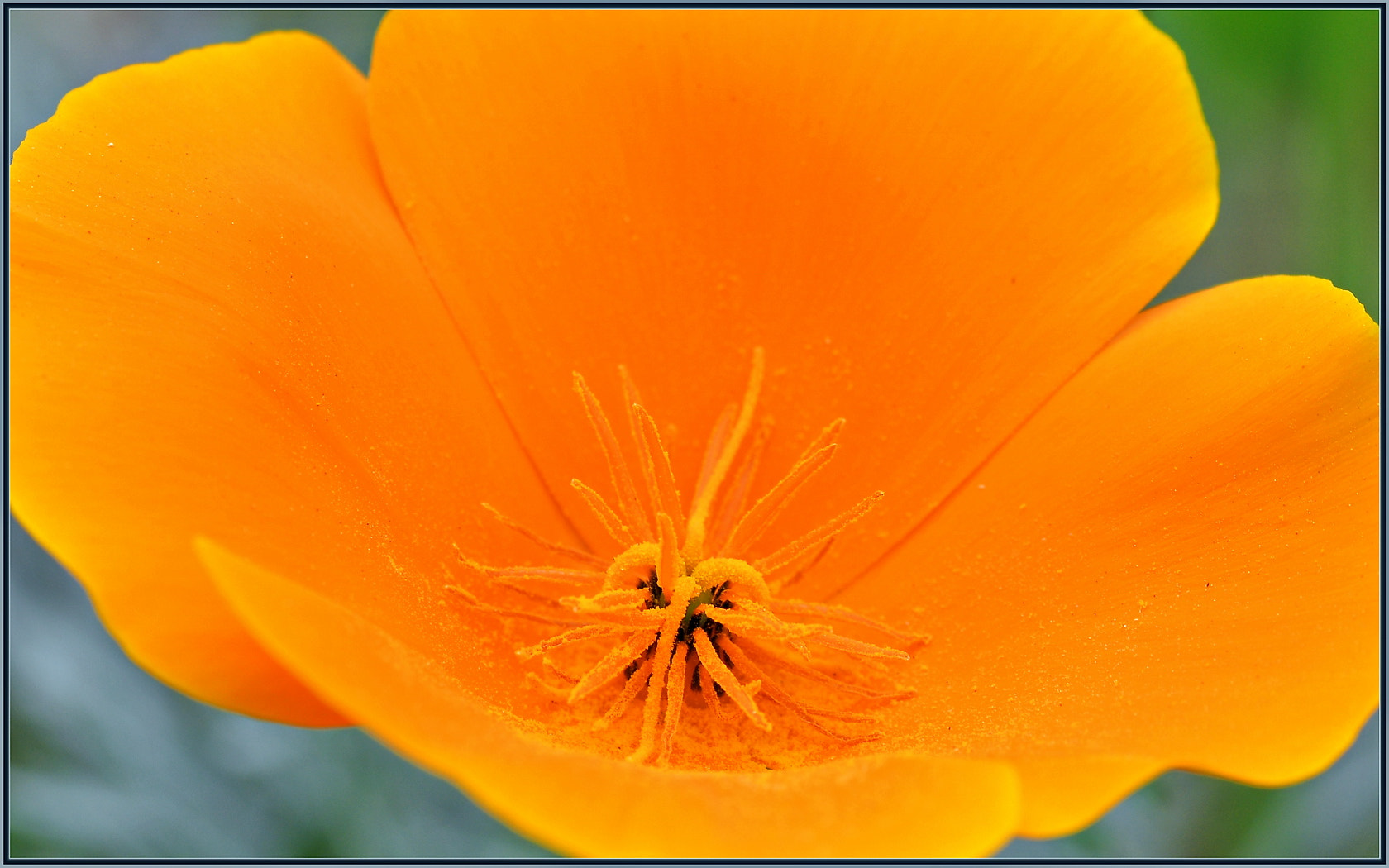 Sigma 105mm F2.8 EX DG OS HSM sample photo. Gold dust photography