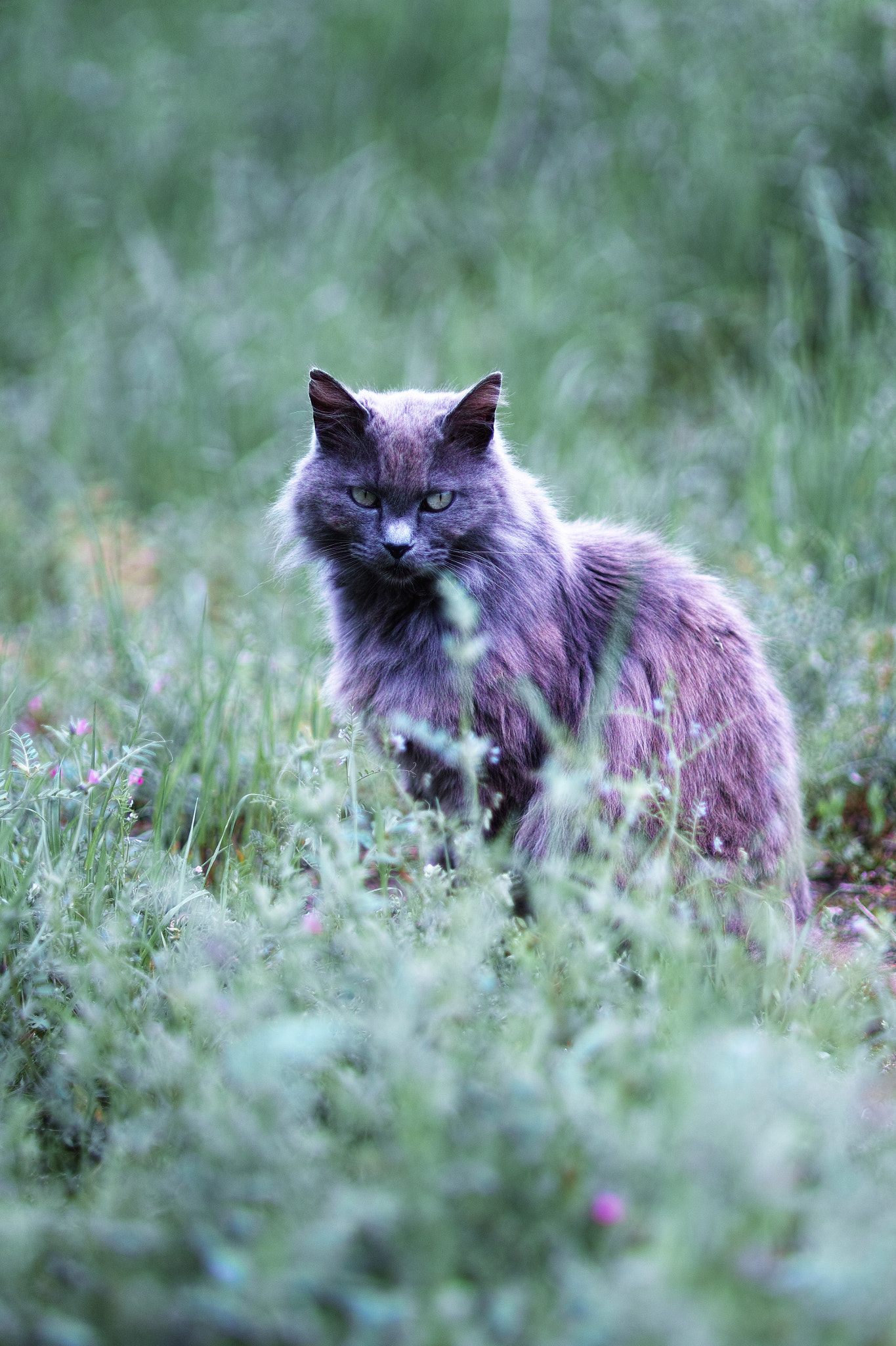 Sigma 85mm F1.4 EX DG HSM sample photo. Cat every day photography