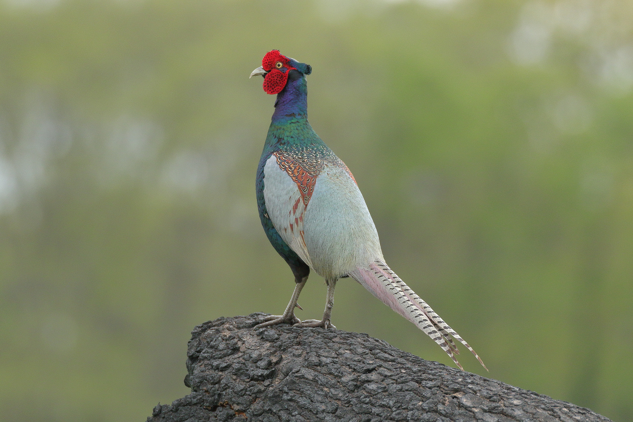Canon EF 100-400mm F4.5-5.6L IS II USM sample photo. Green pheasant
7i2a5759 photography