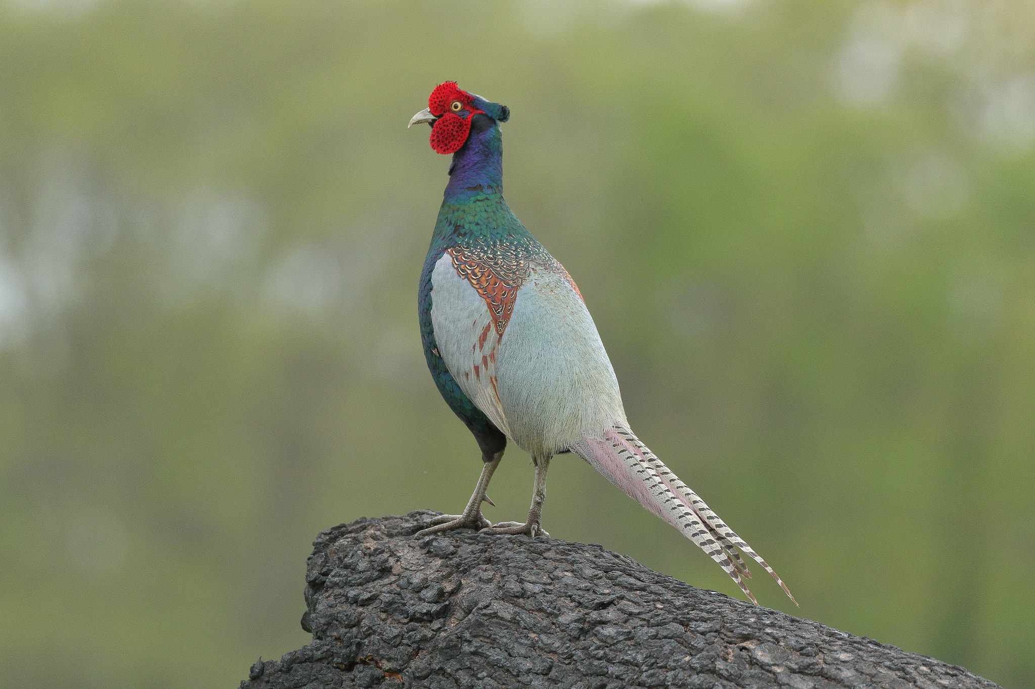 Canon EOS 7D Mark II sample photo. Green pheasant
7i2a5759 photography