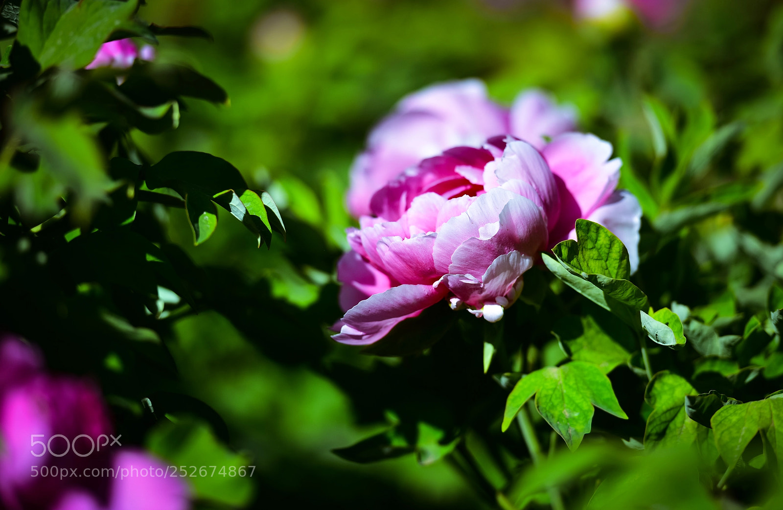 Nikon D810 sample photo. 牡丹花 photography
