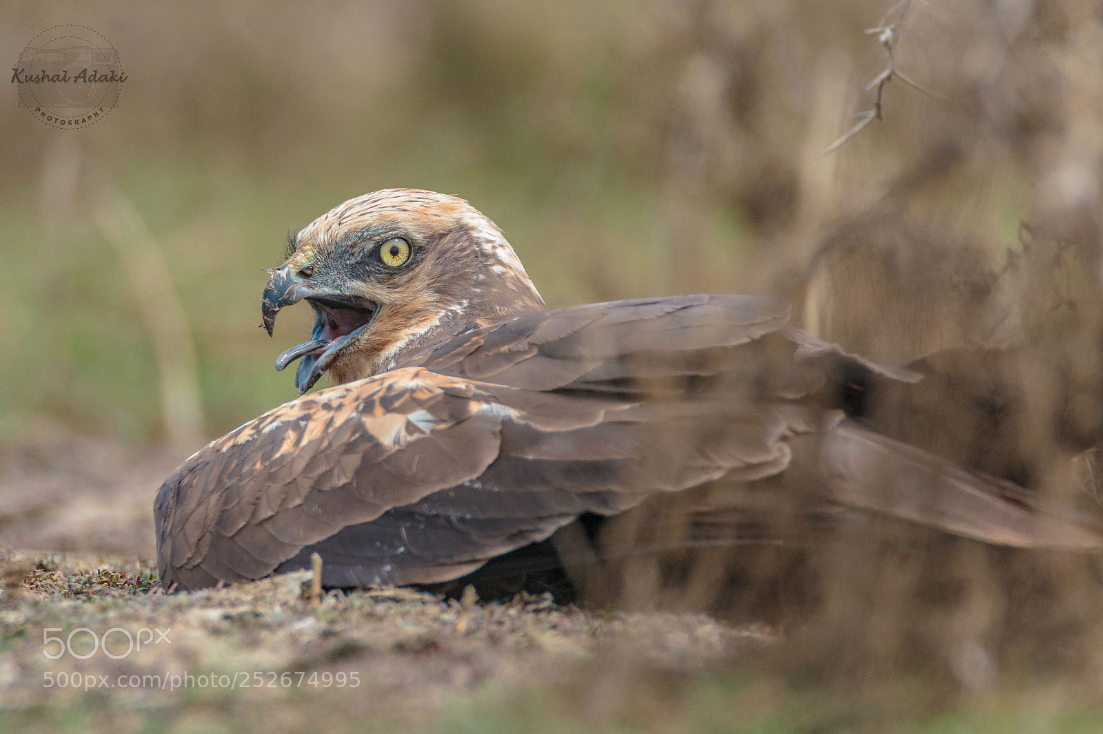 Canon EOS 70D sample photo. Western marsh harrier photography