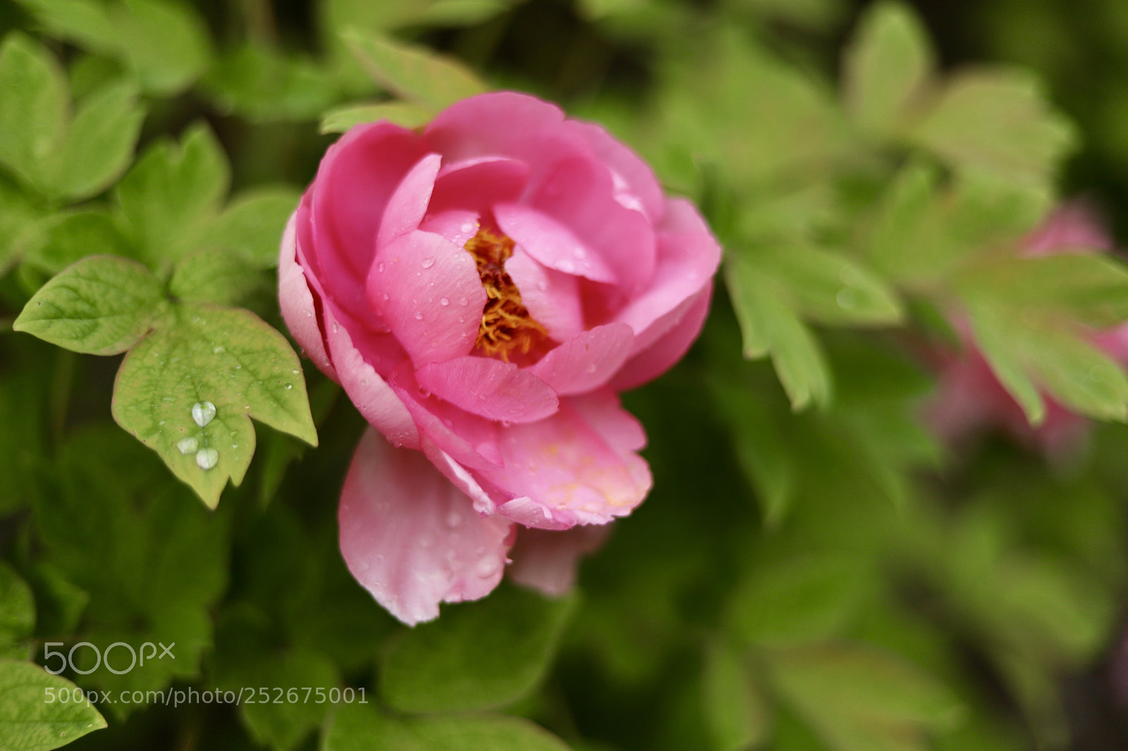 Canon EOS 6D Mark II sample photo. Untitled photography