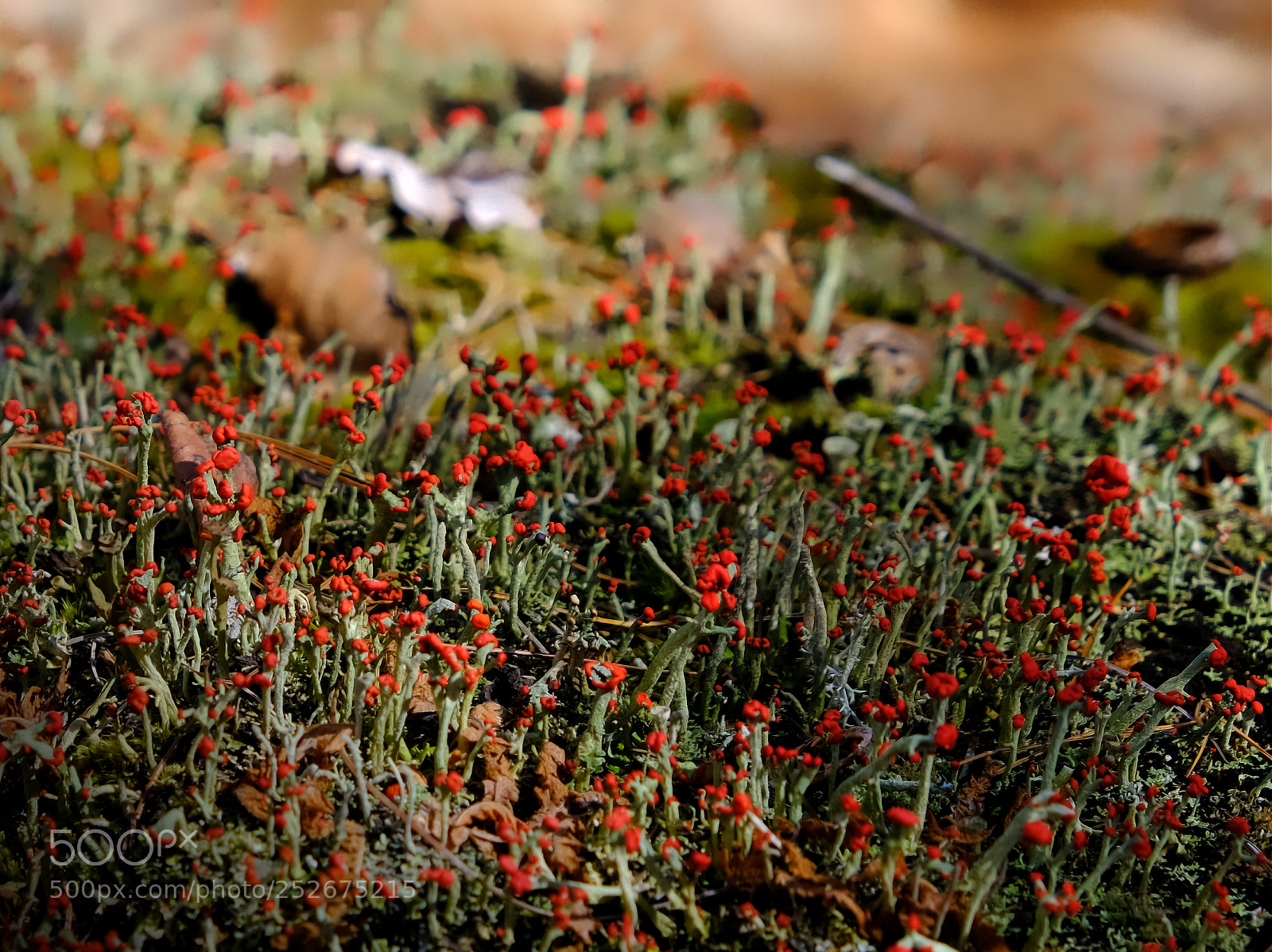 Fujifilm X-E3 sample photo. British soldiers photography
