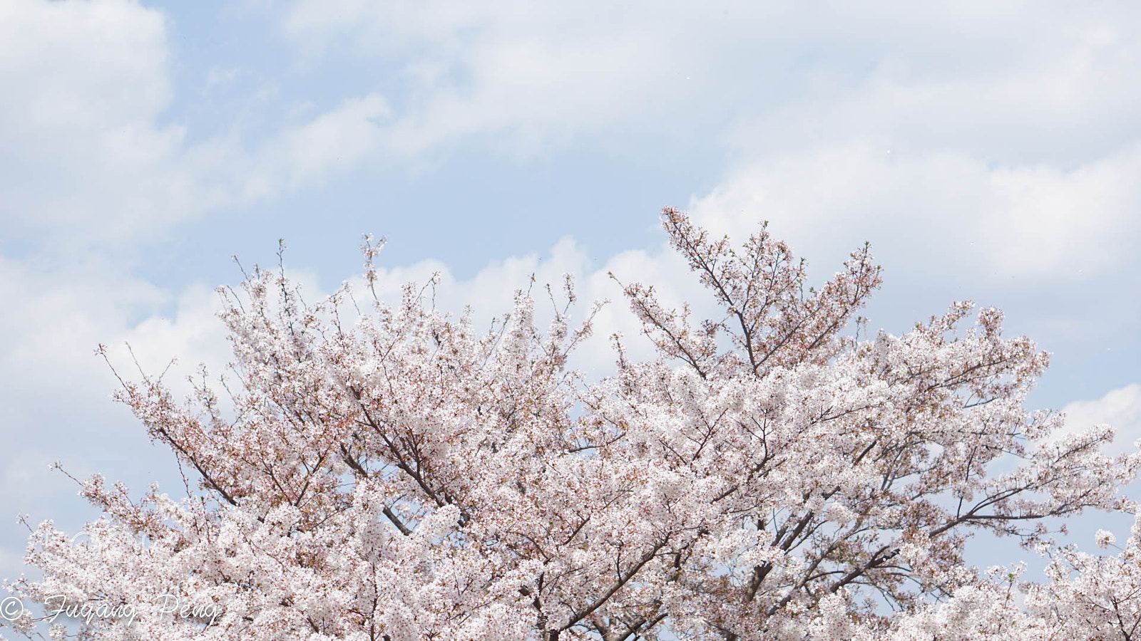 Sony a6000 sample photo. Spring in kyoto photography