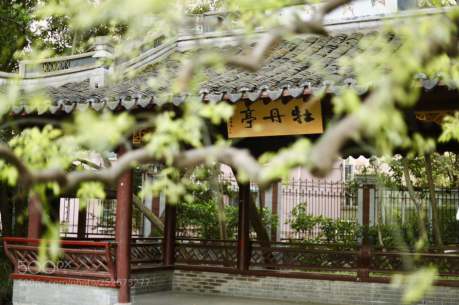 Canon EOS 6D Mark II sample photo. 牡丹园内观牡丹，牡丹亭下听莺莺 photography