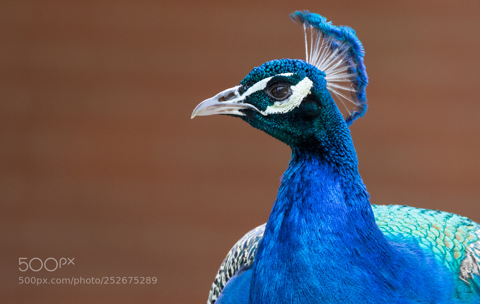 Canon EOS 7D Mark II sample photo. Peacock inspiration photography
