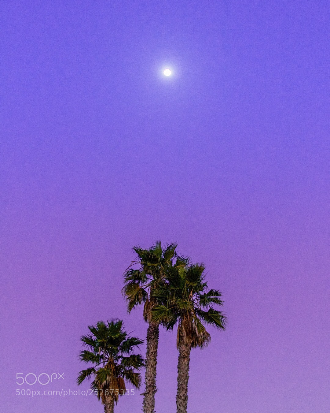 Canon EOS 80D sample photo. Minimalism on palm trees  photography