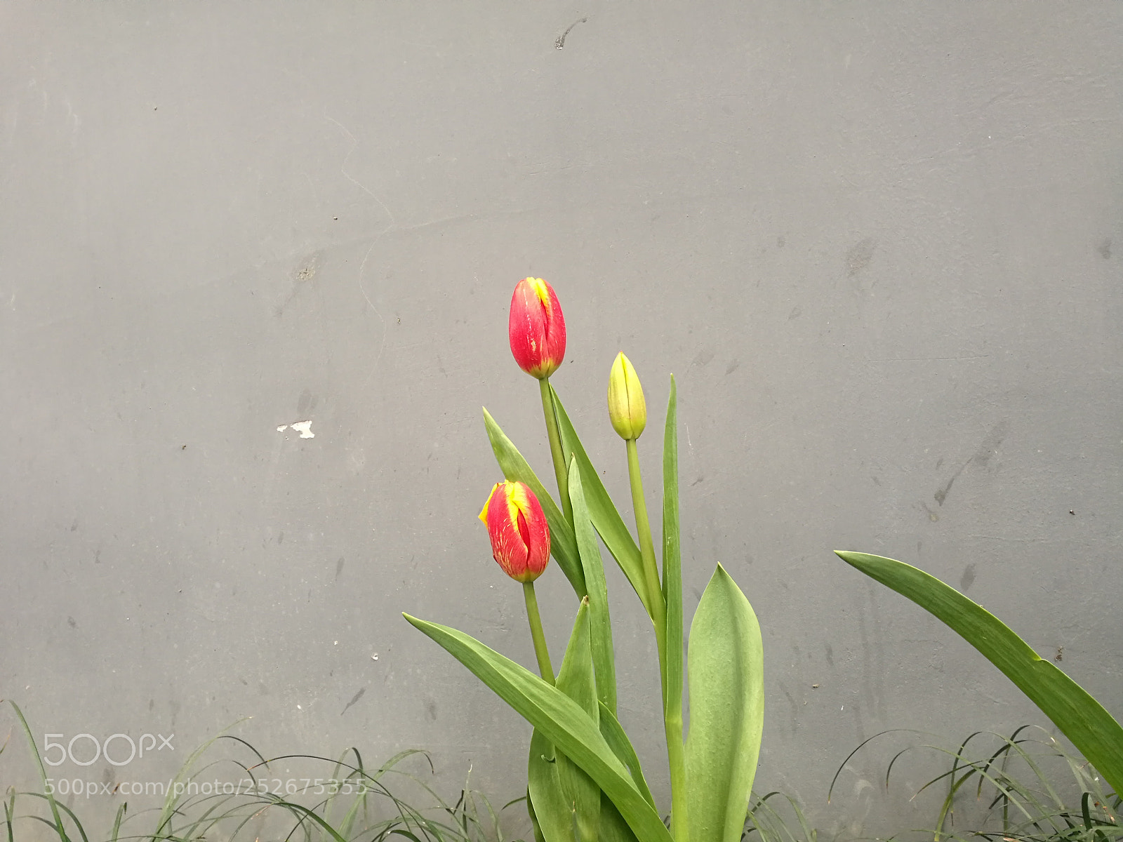 HUAWEI P9 sample photo. 郁金香 photography