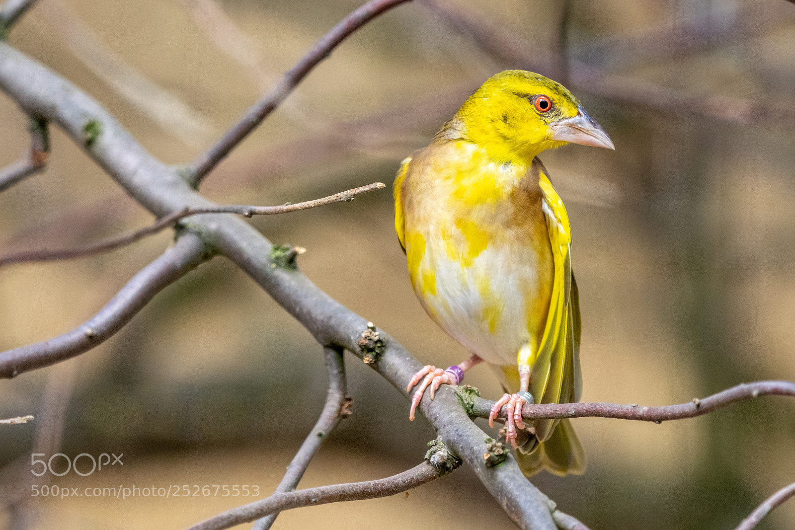 Nikon D5300 sample photo. Yellow birdie photography