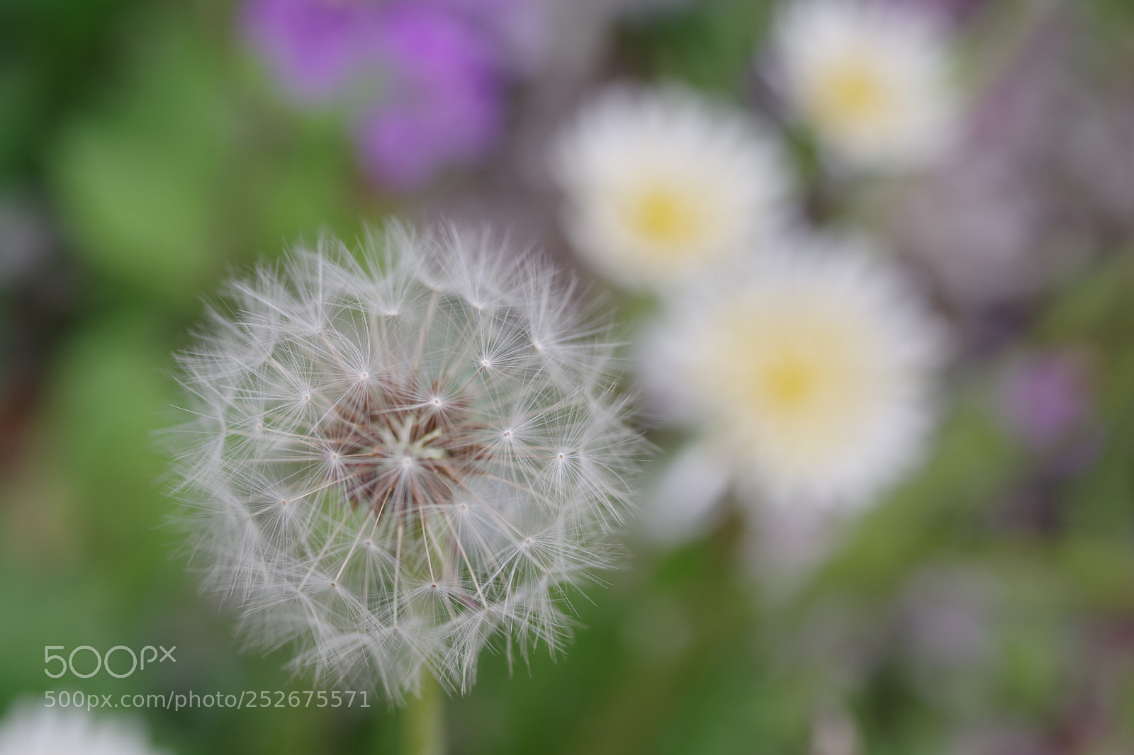 Pentax K-70 sample photo. Untitled photography