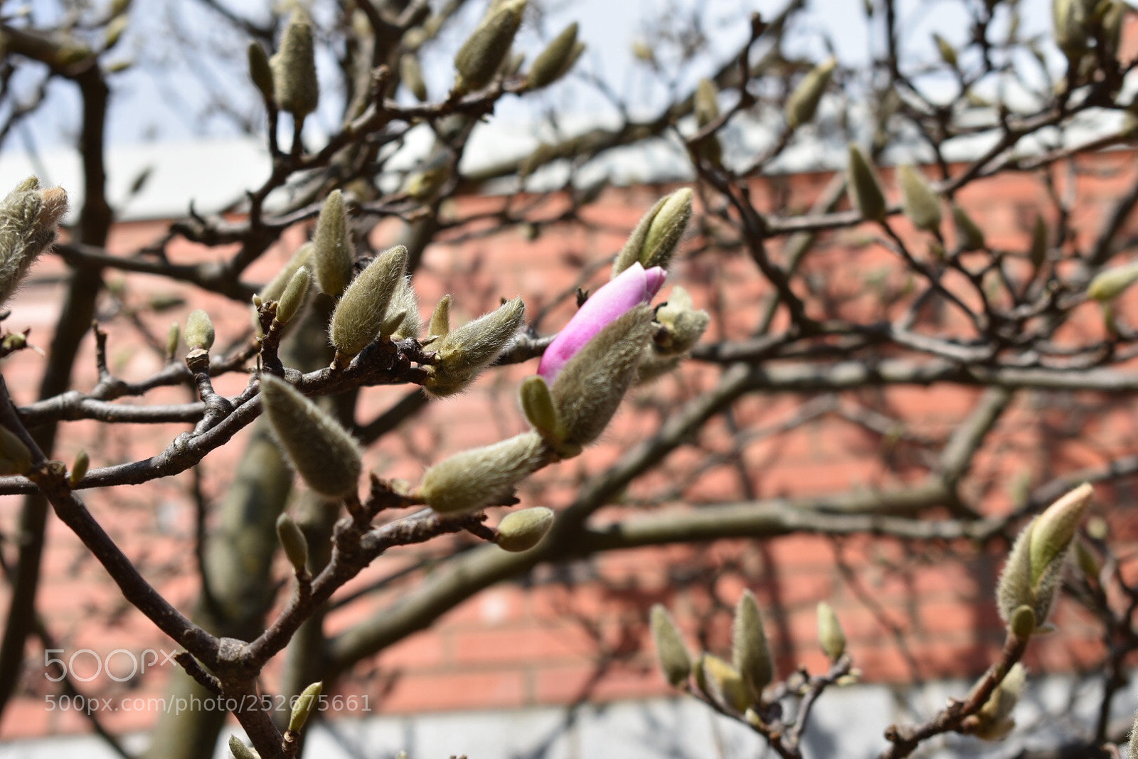 Nikon D3400 sample photo. Only one is enough photography