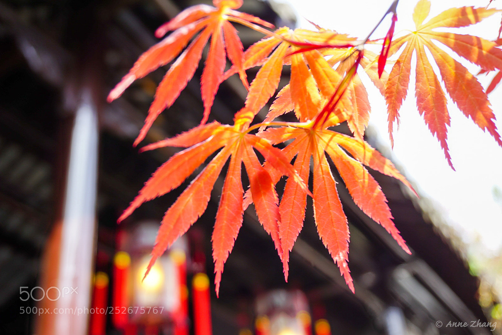 Sony a6000 sample photo. Chinese garden heyuan photography