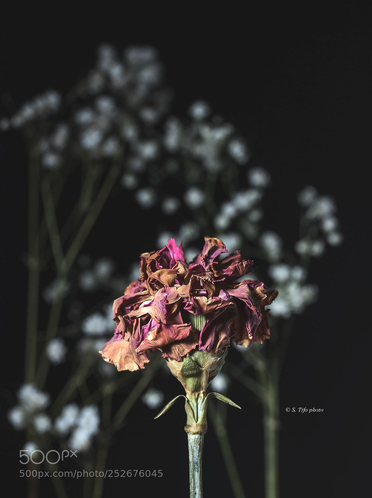 Canon EOS 80D sample photo. Old flower ... photography