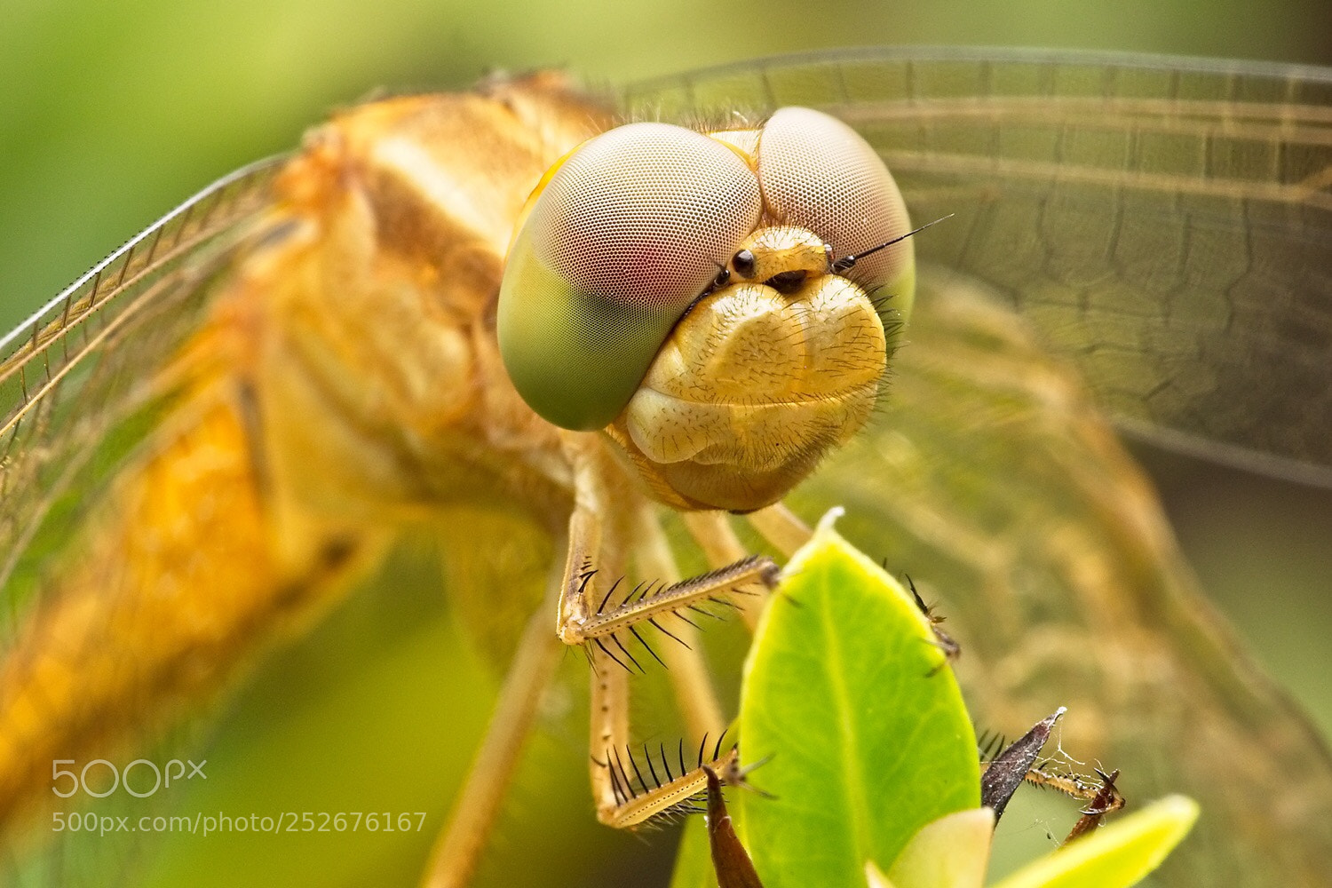 Olympus OM-D E-M1 sample photo. Dragonfly photography