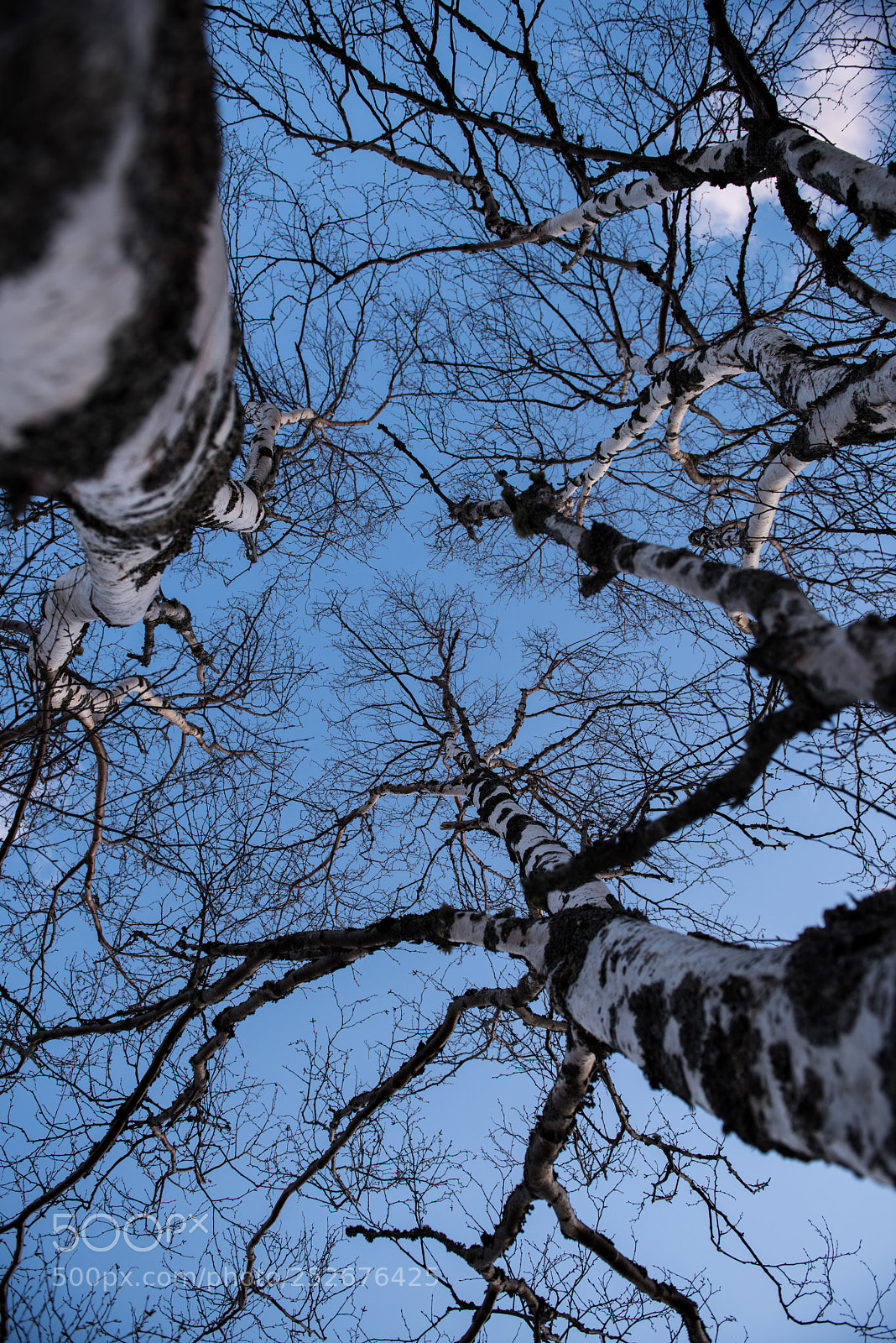 Nikon D810 sample photo. Web of branches photography